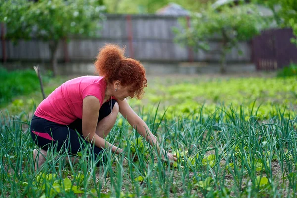 Női Farmer Betakarítás Friss Orache Atriplex Hortensis Más Néven Francia — Stock Fotó