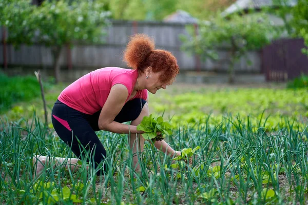 Mujer Agricultora Cosechando Orache Fresco Atriplex Hortensis También Conocida Como —  Fotos de Stock