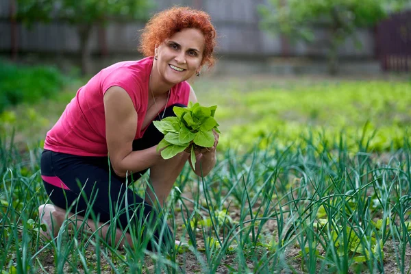 Mujer Agricultora Cosechando Orache Fresco Atriplex Hortensis También Conocida Como —  Fotos de Stock