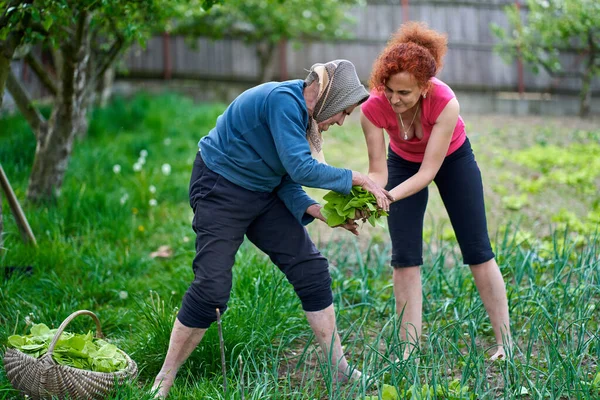 Mujer Madre Mayor Cosechando Orache Jardín —  Fotos de Stock