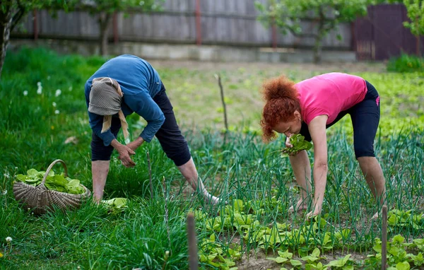 Mujer Madre Mayor Cosechando Orache Jardín —  Fotos de Stock