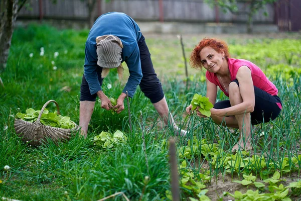 Kadın Büyük Annesi Bahçede Hasatçılık Yapıyorlar — Stok fotoğraf
