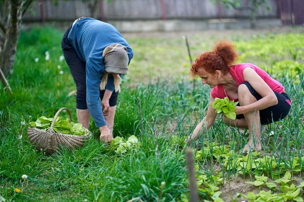 Frau Und Ihre Ältere Mutter Bei Der Orangenernte Garten — Stockfoto