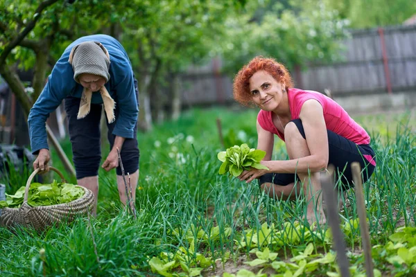 Frau Und Ihre Ältere Mutter Bei Der Orangenernte Garten — Stockfoto