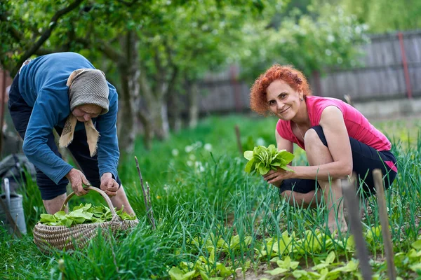 Woman Her Elder Mother Harvesting Orache Garden — Stock Photo, Image