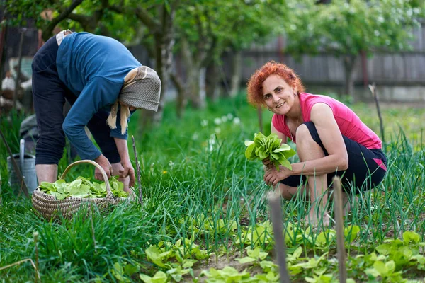 Mujer Madre Mayor Cosechando Orache Jardín — Foto de Stock