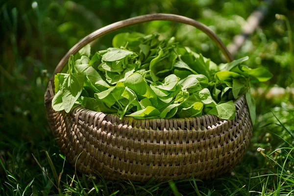 Cesto Con Orache Appena Raccolte Spinaci Francesi Nell Erba — Foto Stock