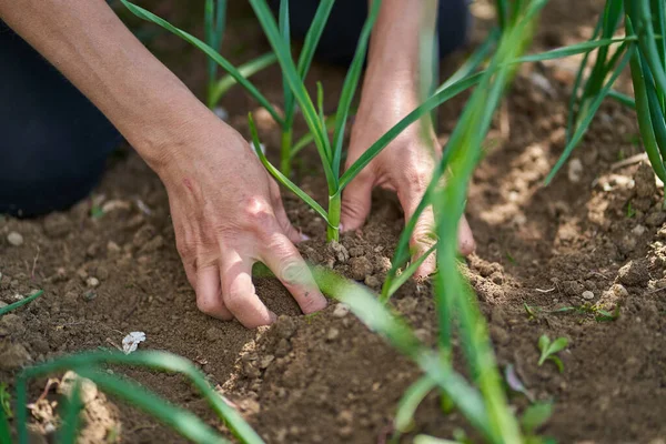 Mãos Uma Mulher Agricultora Sujeira Uma Plantação Cebola — Fotografia de Stock