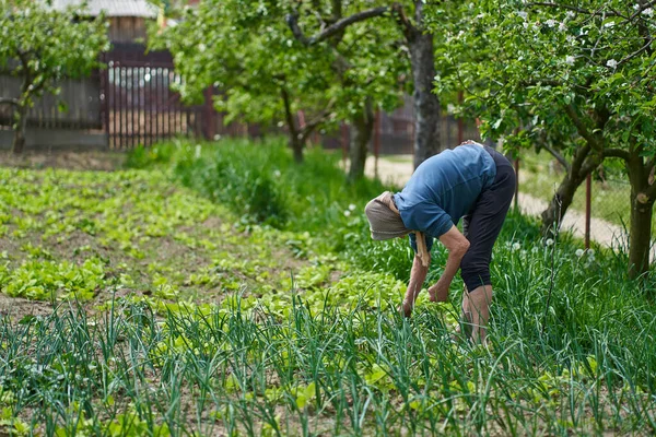 Seniorin Gärtnert Ihrem Hinterhof — Stockfoto