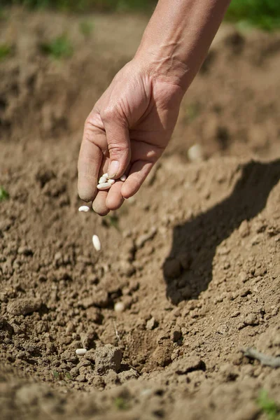 Mulher Agricultor Mão Plantando Sementes Feijão Chão — Fotografia de Stock