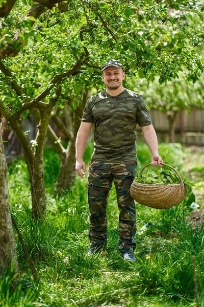 Glad Bonde Som Bär Korg Med Orache Fransk Spenat Genom — Stockfoto