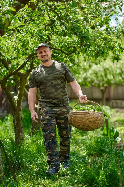 Bahçedeki Elma Ağaçlarının Arasından Bir Sepet Orache Fransız Ispanağı Taşıyan — Stok fotoğraf
