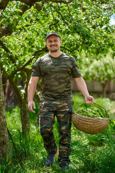 Heureux Agriculteur Portant Panier Orache Épinards Français Travers Les Pommiers — Photo