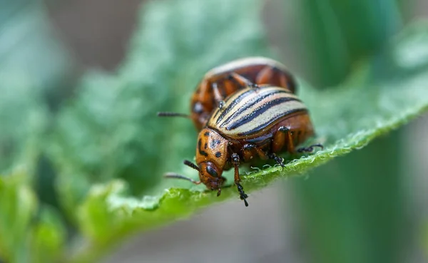 Closeup Potato Beetles Leaves — Stock Photo, Image