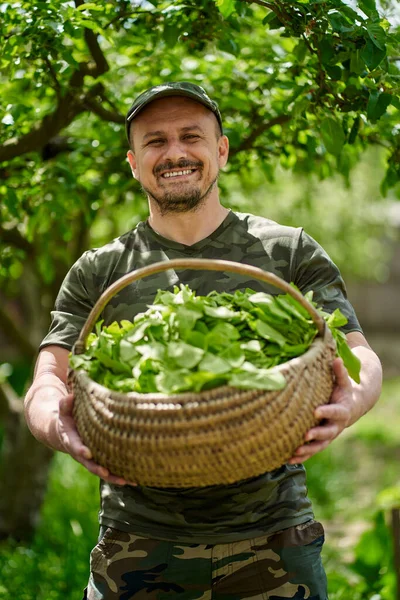 Szczęśliwy Rolnik Niosący Kosz Orache Francuski Szpinak Przez Jabłonie Ogrodzie — Zdjęcie stockowe