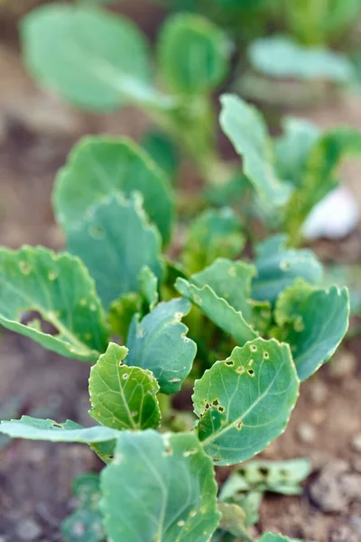 Row Cabbage Seedlings Diseased Pests — Stock Photo, Image