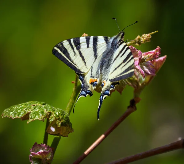 Primo Piano Una Farfalla Coda Rondine Una Vite All Inizio — Foto Stock