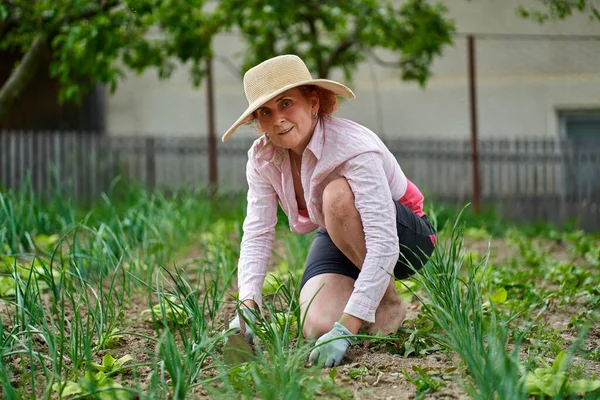 Sebze Bahçesindeki Çiftçi Kadın Yabani Otları Ayıklıyor Yetiştiriyor — Stok fotoğraf