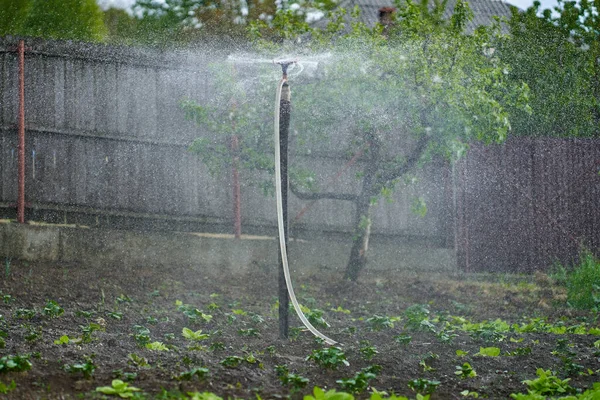 Sprinkler Auf Einem Kartoffelfeld Der Die Pflanzen Gießt — Stockfoto