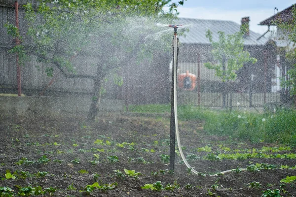 在马铃薯地里撒播 浇灌植物 — 图库照片