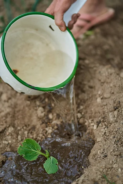 庭のキャベツの苗に水をやり クローズアップショット — ストック写真