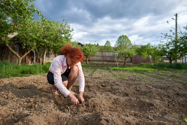 庭に有機トマトを植える農家の女性 — ストック写真