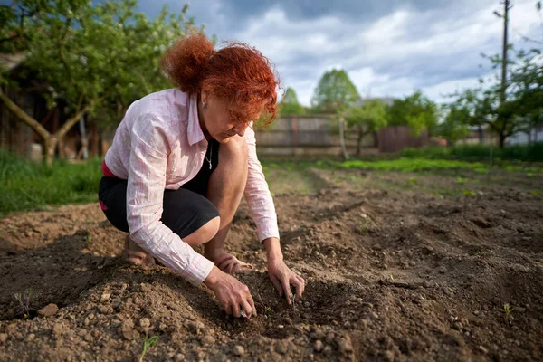 Femme Agricultrice Plantant Des Tomates Biologiques Dans Son Jardin — Photo