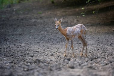 Yaz akşamında genç bir erkek.