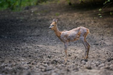 Yaz akşamında genç bir erkek.
