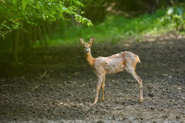 Yaz akşamında genç bir erkek.