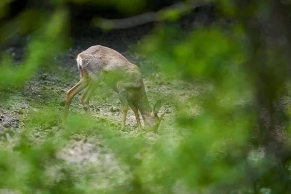 Mladý Muž Roebuck Letním Večeru — Stock fotografie