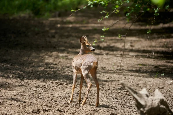 Młody Mężczyzna Roebuck Letni Wieczór — Zdjęcie stockowe