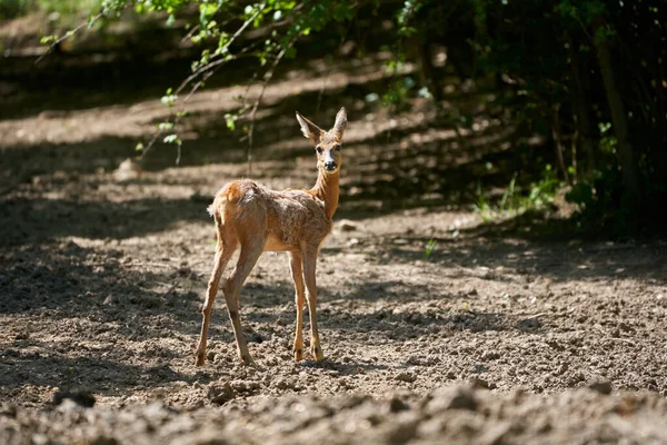 Junger Rehbock Einem Sommerabend — Stockfoto