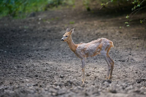 Jeune Mâle Chevreuil Dans Une Soirée Été — Photo