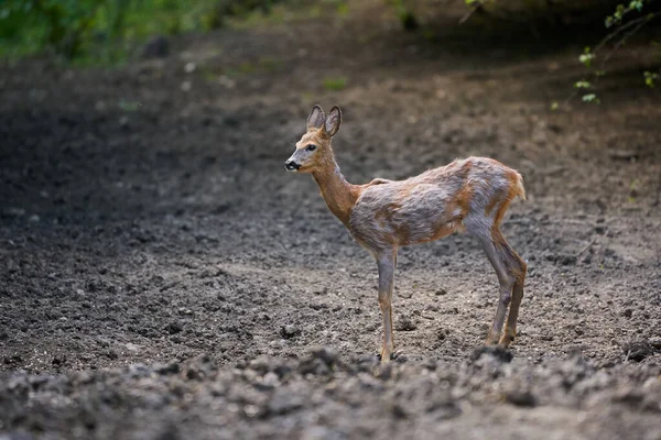 Jeune Mâle Chevreuil Dans Une Soirée Été — Photo