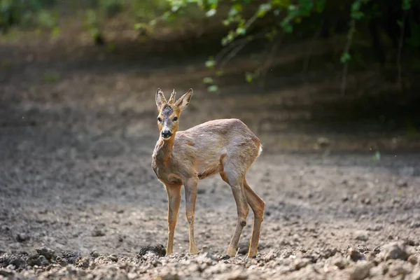 Young Male Roebuck Summer Evening — Stock Photo, Image