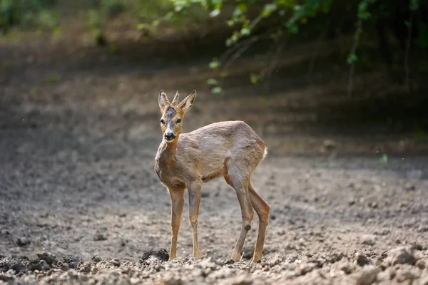 Junger Rehbock Einem Sommerabend — Stockfoto