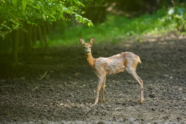 Młody Mężczyzna Roebuck Letni Wieczór — Zdjęcie stockowe