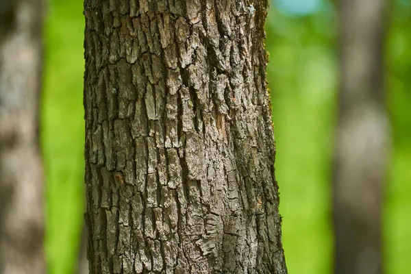 Bir Ağaç Gövdesindeki Meşe Kabuğunun Yakınına — Stok fotoğraf