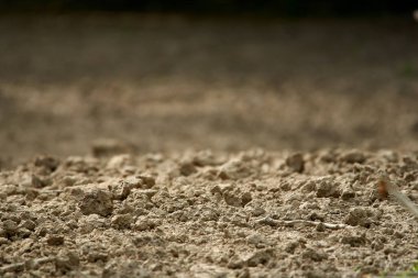 Seçici odak ve telif alanı olan verimli toprak