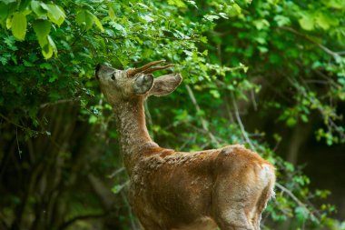 Yetişkin erkek geyik (roe deer male) ormanda