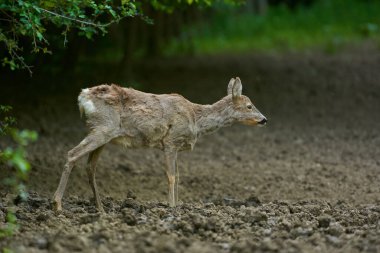 Hamile bir geyik ön planda.