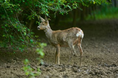 Hamile bir geyik ön planda.
