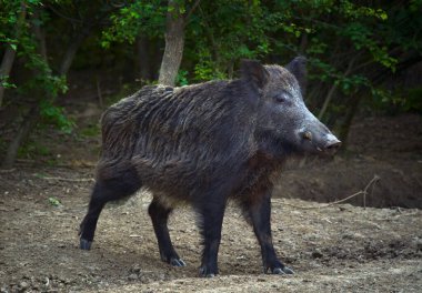 Ormanda baskın boğa yaban domuzu