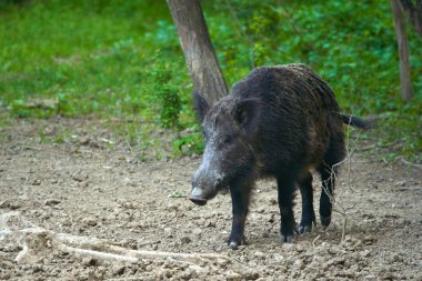 Ormanda baskın boğa yaban domuzu