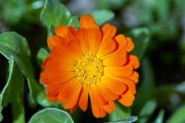 Closeup of a marigold flower outdoor clipart