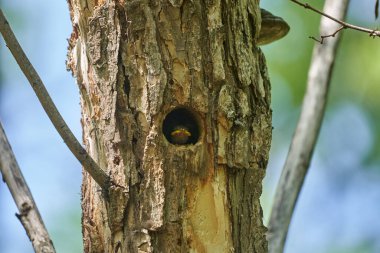 Genç sığırcık, bir ağacın tepesindeki yuvanın girişinde