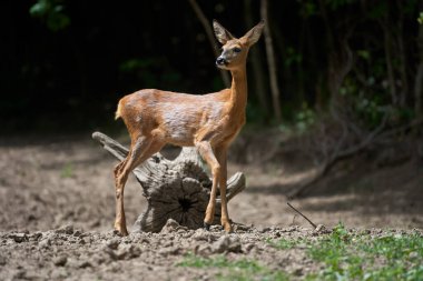 Ormandaki genç bir geyiğin portresi.
