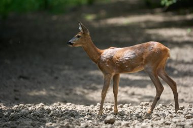 Ormandaki genç bir geyiğin portresi.