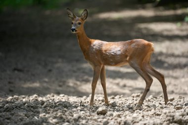 Ormandaki genç bir geyiğin portresi.